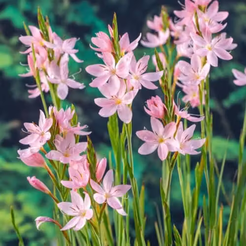 Thompson & Morgan Schizostylis coccinea Mrs Hegarty Pink Flag Lily Marginal Aquatic Plants, 2 x 9cm Pots – 3