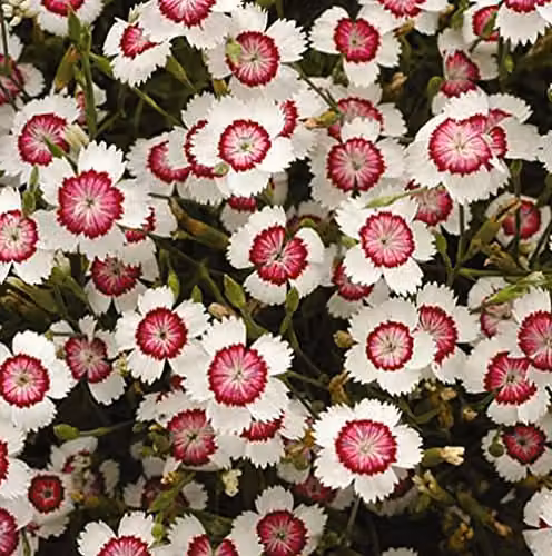 Thompson and Morgan Dianthus deltoides Arctic Fire Hardy Perennial Flower Seeds, 80 Seeds