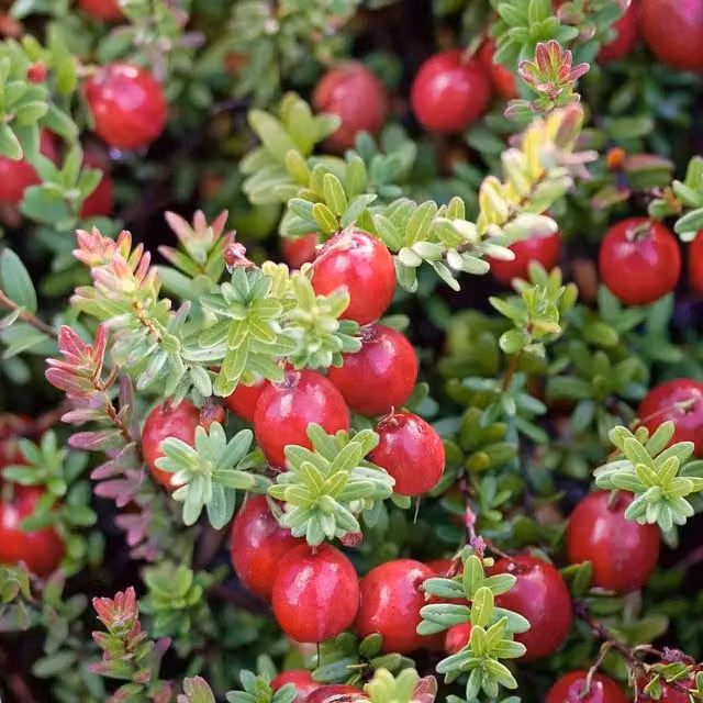 Marshalls Garden Cranberry Pilgrim Red Perennial Berry Bush