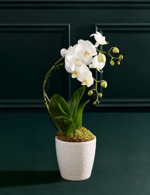 M&S Flower Market White Phalaenopsis Orchid in a White Ceramic Pot