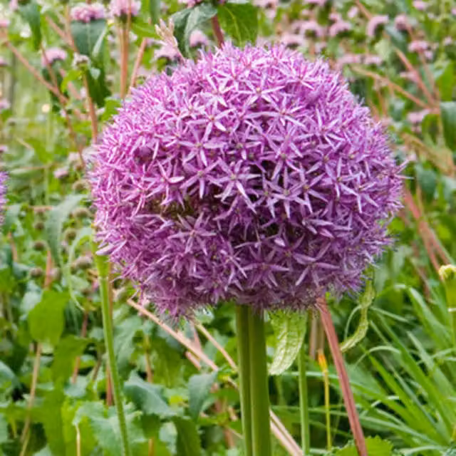 Plants By Post Pack of 5 Allium Globemaster Bulbs in Purple
