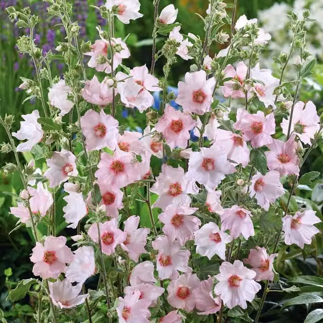 Marshalls Garden Lavatera Clementii Barnsley Baby Hardy Pink Fast-Growing Ornamental Shrub 9cm Plant