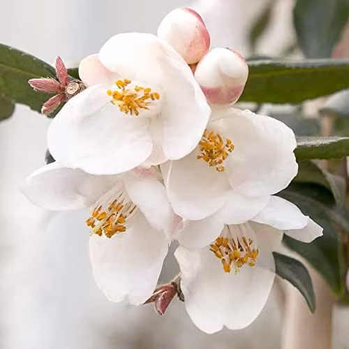 Thompson & Morgan Camellia Rosthorniana Cupido Hardy Ornamental Shrub, Pink and White, 3 Litre Pot