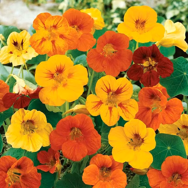 Unwins Maharajah Mix Multicolour Nasturtium Flower Seeds