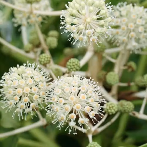 YouGarden Fatsia Japonica Japanese Aralia Evergreen Ornamental Shrub, Height: 40 cm, Pot Size: 17 cm – 4