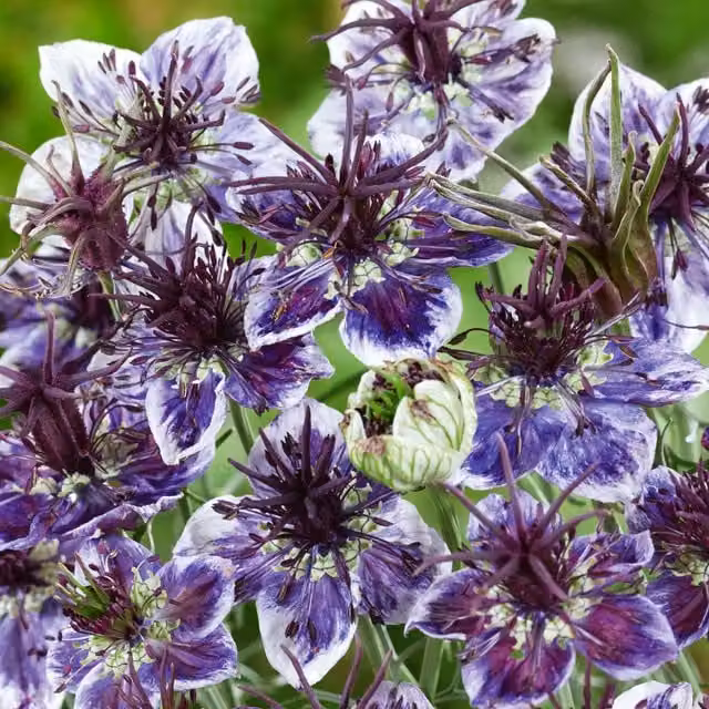 Unwins Love in a Mist Delft Blue Flower Seeds, Blue and White