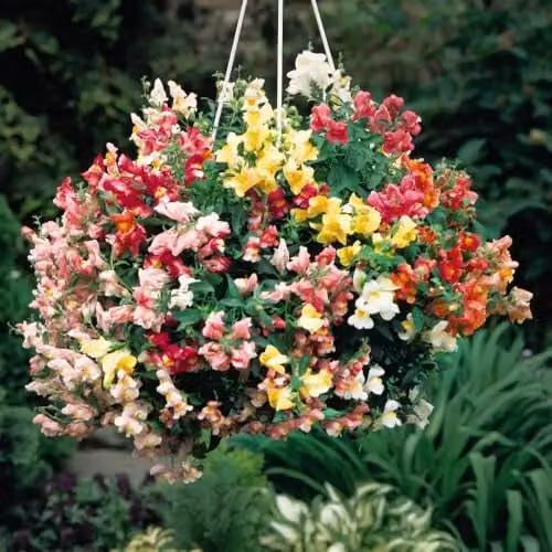 Thompson & Morgan Antirrhinum Trailing Mix Multicolour Flower Seeds, 100 Seeds