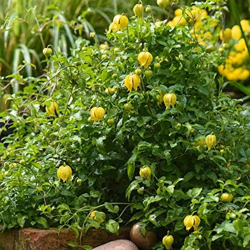 Thompson & Morgan Clematis Little Lemons Yellow Flowering Climbing Shrub in 7cm Pot
