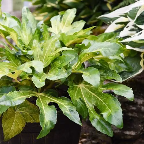 Thompson & Morgan Fatsia Camouflage Ornamental Shrub, 3 Litre Potted Plant – 4