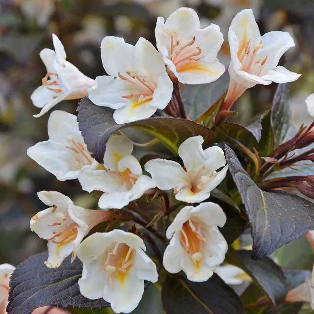 Marshalls Garden Weigela Ebony and Ivory Compact Ornamental Flowering Shrub, Green and White