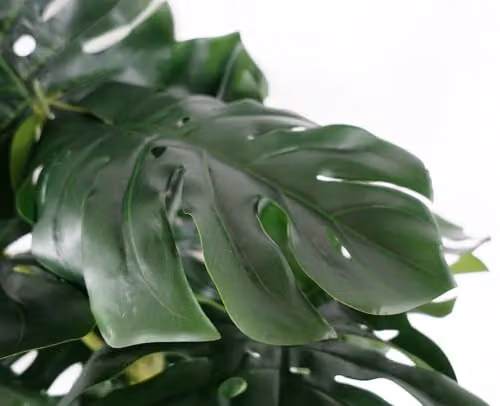 Botanik UK Premium Green Artificial Monstera Plant, Height: 150 cm – 5