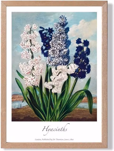 ARTZE Vintage Floral Hyacinth Flowers Framed Print, Green Oak Wood Frame, A4