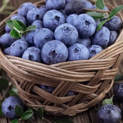 Thompson & Morgan Blueberry Bluecrop 3-Pack and Nurserymans Choice Vegetable Seed 5-Pack – 3