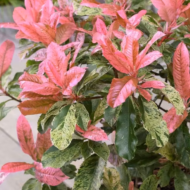 Marshalls Garden Photinia Pink Crispy Half-Standard Evergreen Ornamental Shrub, Height: 150-200 cm, 9cm Pot