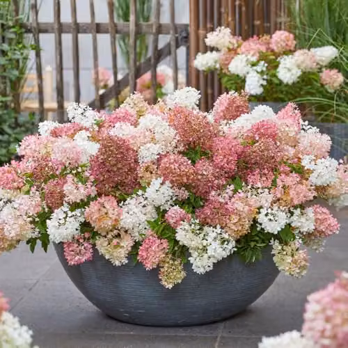 Thompson and Morgan Hydrangea paniculata Groundbreaker Blush Hardy Low-Growing Groundcover Shrub, Multicolour, 14cm Pot