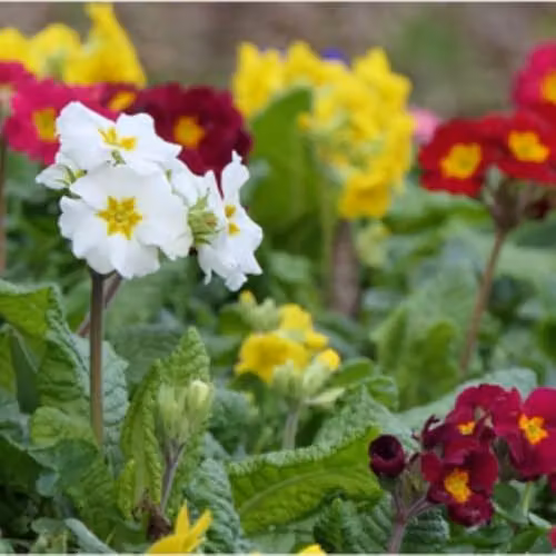 Thompson & Morgan Polyanthus Pacific Giants Mixed Flower Seeds, Multicolour Spring Blooms, 15 Seeds per Packet