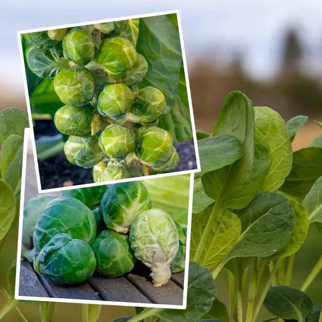 Marshalls Brussels Sprout Seeds Duo - Crispus and Trafalgar F1 Long-Crop Varieties, 55 g