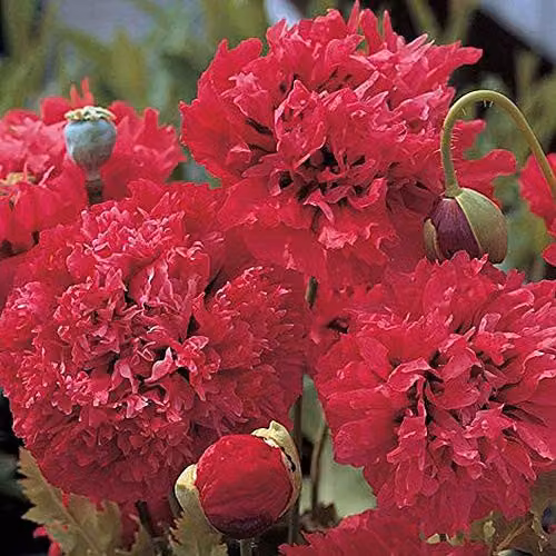Thompson and Morgan Red Pom Poms Poppy Seeds, 100 Seeds