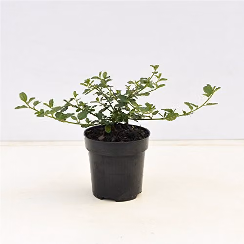Thompson & Morgan Ceanothus Californian Lilac Shrub, 3 x 9cm Pots, Blue Flowers – 4