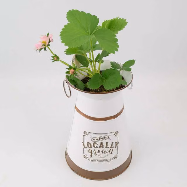 Plants By Post Strawberry Fruit Plant in a Rustic Metal Jug Planter, Pink, Red and White Flowers