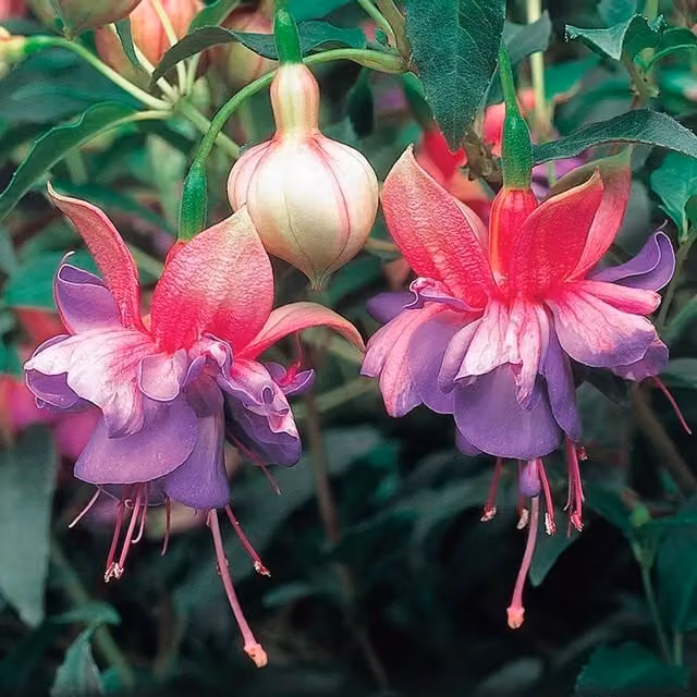 Set of 3 Plant Theory Winston Churchill Fuchsia Bedding Plants in 9cm Pots, Purple and Pink