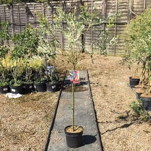 Thompson and Morgan Salix Integra Hakuro-nishiki Flaming Shrimp Standard Ornamental Shrub, 2 x 80cm Stem, 21cm Pot – 2