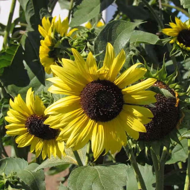 Unwins Lemon Moonshine Sunflower Seeds, 25 Seeds, Yellow