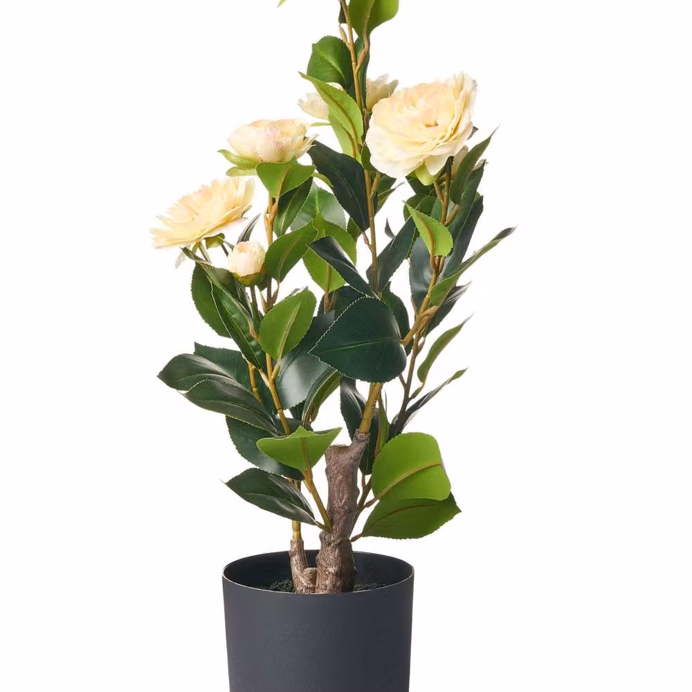 Wyld and Coco Green Artificial Potted Camellia Tabletop Plant, Height: 60 cm – 2