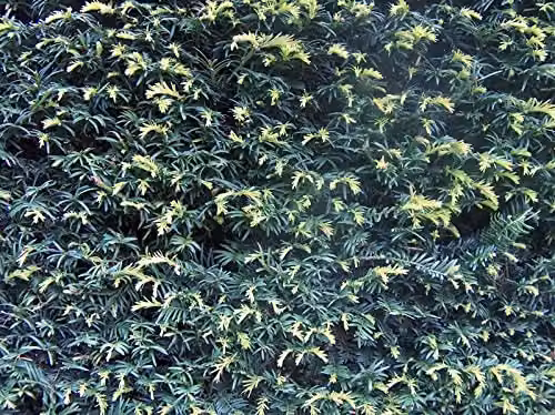 F&G Supplies Taxus Baccata Yew Bareroot Hedge Plant, Green, 10 Pack, Height: 30-40 cm – 5