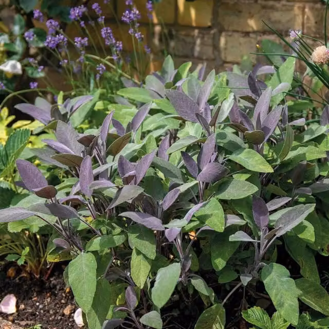Marshalls Garden Purple Salvia officinalis Purpurascens Perennial Potted Herb