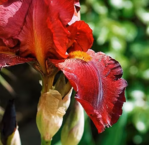 Thompson and Morgan Iris Re-Blooming Pass The Wine Garden Red Hardy Perennial Flowering Plant, 1x Bare Root – 3