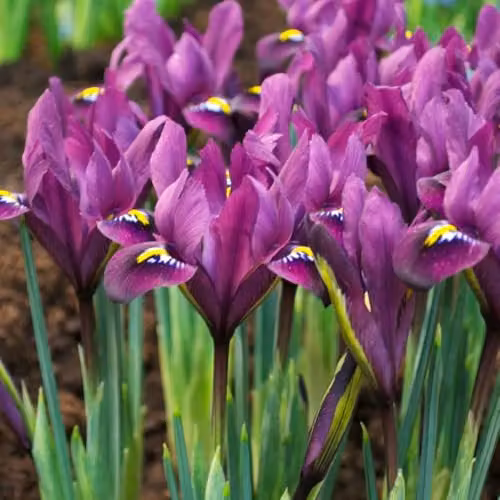 Thompson & Morgan Iris reticulata Purple Hill Bulbs, 40 Bulbs, Purple and Gold Dwarf Iris