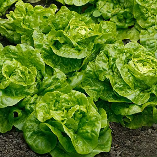 Thompson and Morgan Lettuce Tom Thumb Seeds, Butterhead Lactuca Sativa, 1000 Seeds – 2
