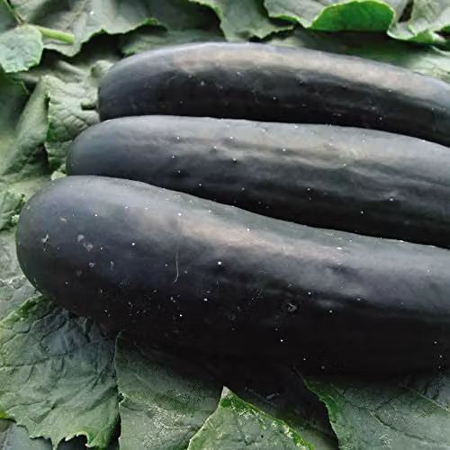 Thompson and Morgan Jogger F1 Hybrid American Slicer Cucumber Seeds, 10 Seeds per Packet