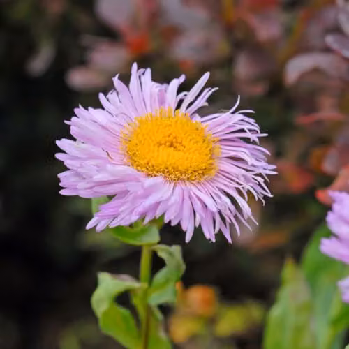 Thompson and Morgan Erigeron seciosus Pink Jewel Hardy Perennial, 2 x 9cm Pots