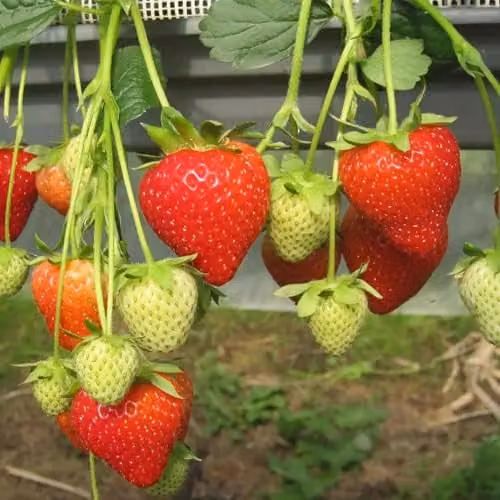 Marshalls Garden Malling Champion Strawberry Bare Roots, 6 Pack