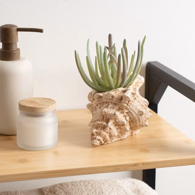 Scottish Everlastings Ltd Green Succulent in a Modern Concrete Shell, 16 cm