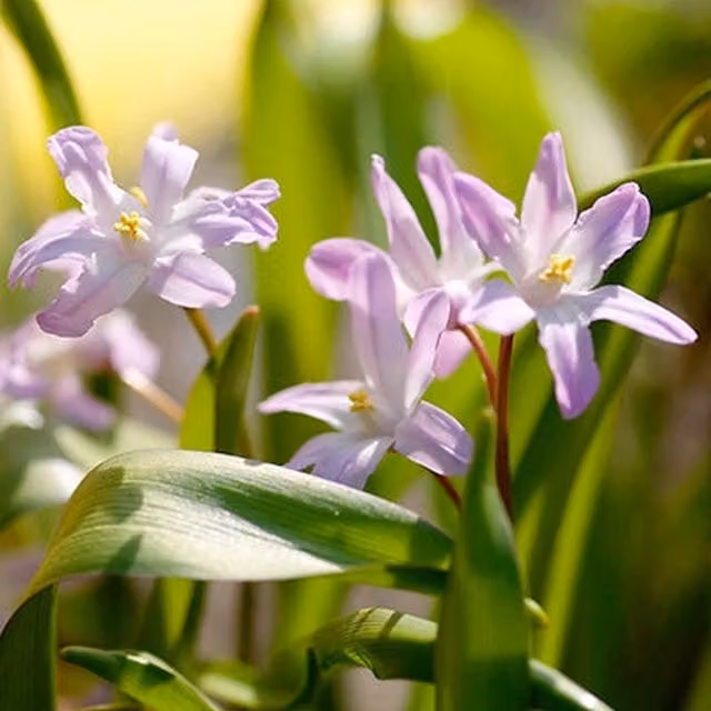 Plants By Post Pack of 30 Chionodoxa Forbesii Pink Giant Bulbs, Soft Pink