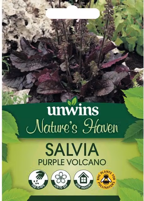 Marshalls Garden Salvia Purple Volcano Flower Seeds, 30 Seeds, Purple and White