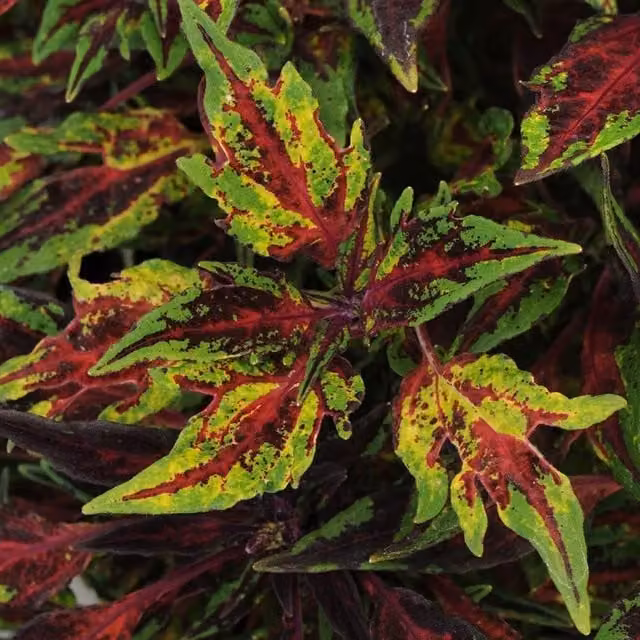 Plant Theory Set of 3 Chilli Pepper Coleus Scutellarioides Bedding Plants in 9cm Pots, Green and Multicolour