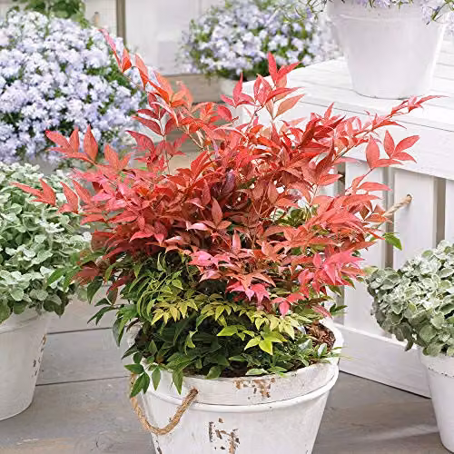 Thompson & Morgan Nandina Obsessed Hardy Evergreen Ornamental Shrub in a 9cm Pot – 1