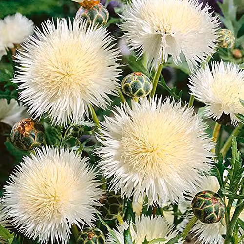 Thompson and Morgan Cornflower Seeds The Bride Amberboa moschata, 50 Seeds – 2