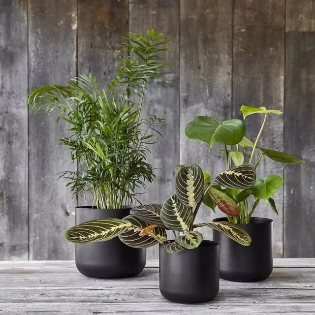 Ivyline Lisbon Plant Pot in Anthracite and Black – 1