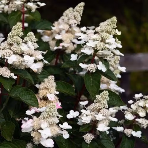 Thompson & Morgan Living Infinity Hydrangea paniculata Ornamental Shrub, 1 Litre Pot, White, Pink and Red