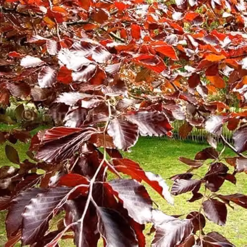 F&G Supplies Purple Copper Beech Hedging Plant, Grade A Fagus Sylvatica Atropunicea, Semi-Evergreen Bare Root Saplings, Height: 60-90 cm – 3