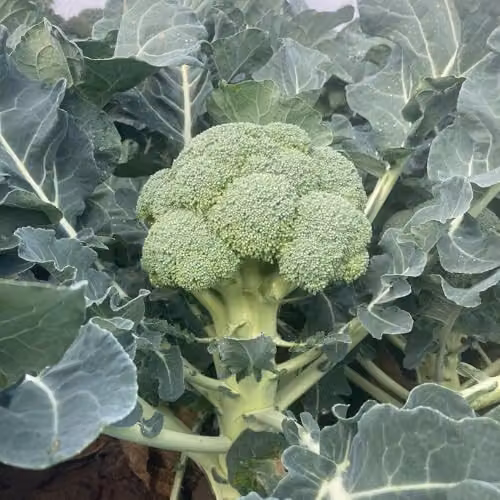 Thompson & Morgan Broccoli Titanium F1 Calabrese Vegetable Seeds, 25 Seeds per Packet