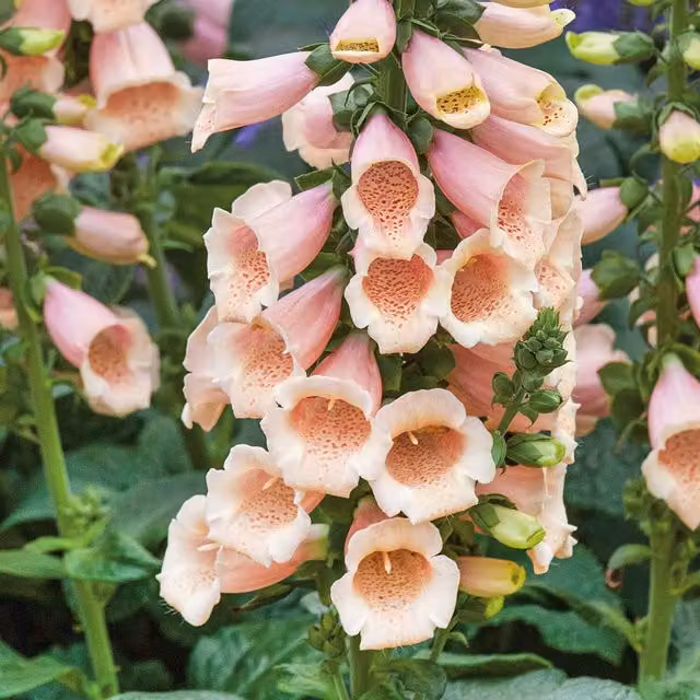 Marshalls Digitalis Dalmatian Peach Compact Peach-Pink Foxglove Hardy Perennial, Pack of 3