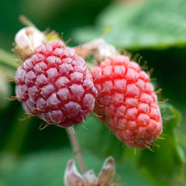 Marshalls Garden Loganberry LY654 Red Berry Bush