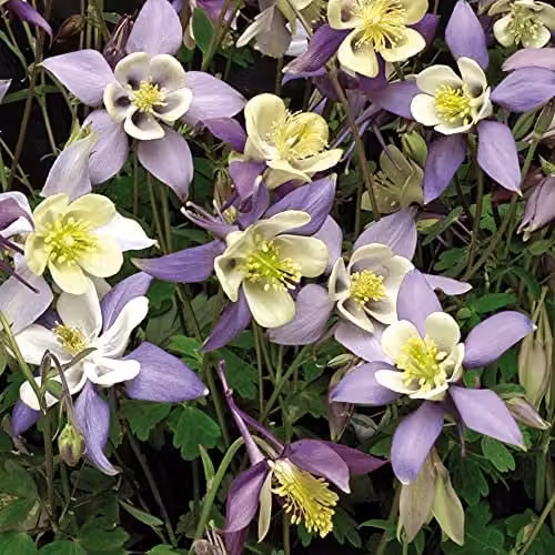 Thompson and Morgan Granny's Bonnet Aquilegia caerulea Mrs Scott-Elliott Columbine Hardy Perennial Plug Plants, 6 Pack – 5