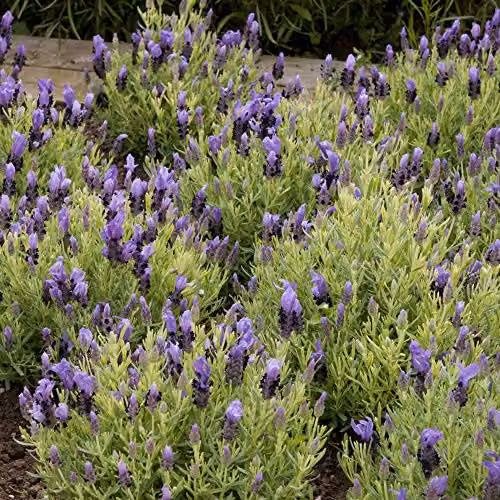 Thompson and Morgan Purple French Lavender Stoechas Flower Seeds, 12 Seeds per Packet